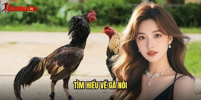Tìm Hiểu Về Gà Nòi